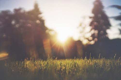 light scenery of grass and trees nature