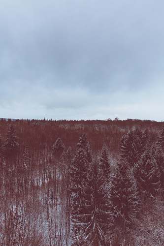 plant A red-hued shot of an evergreen forest under snow nature