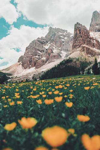 nature bed of orange flowers mountain