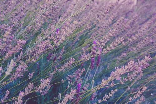 flower field of lavender plants purple