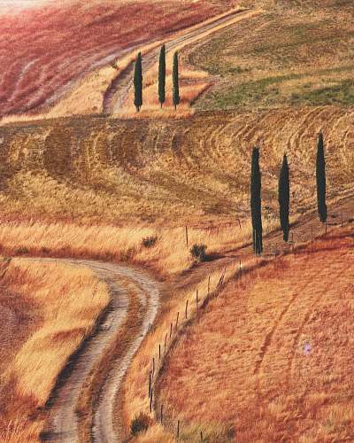 road landmark photography of orange and red grasses field with pathway and green trees gravel