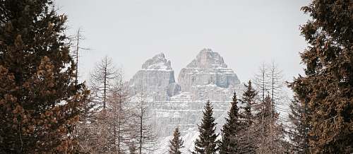 grey pine trees near snow-covered mountain during daytime tree