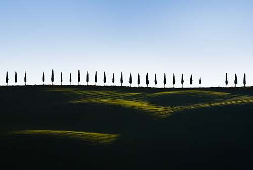 siena pine trees on green grass tree