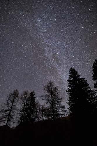 galaxy silhouette of trees during nighttime milky way