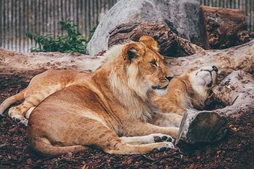 animal lion and lioness lying on brown surface wildlife