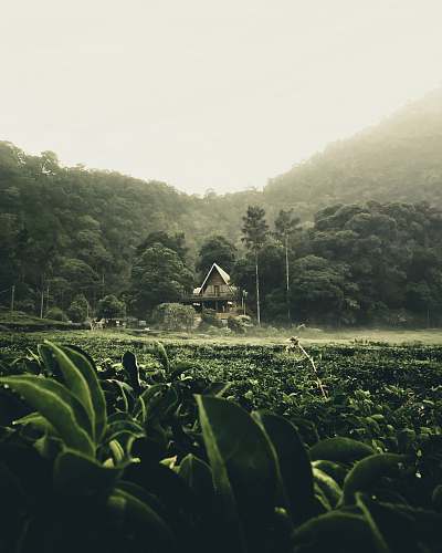 outdoors house in the middle of forest countryside