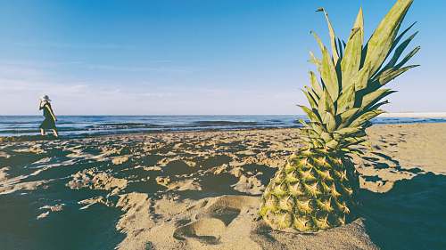 fruit green pineapple on seashore during daytime plant