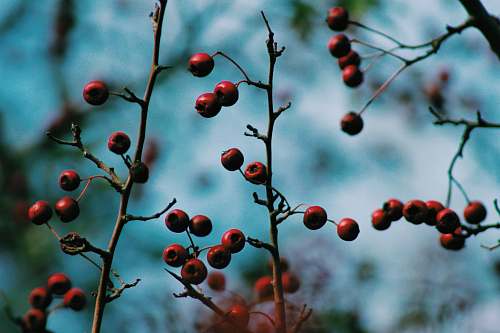 food round red fruits fruit