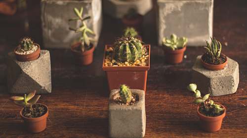 mexico several cactus plants in macro photography pot