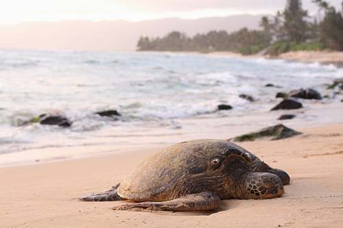 animal shallow focus photography of turtle lying on beach sand during daytime mammal