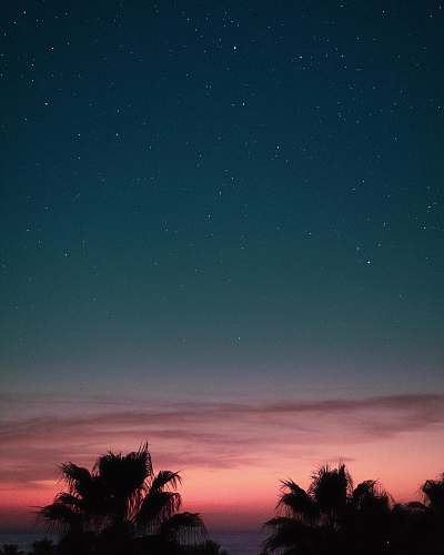 arecaceae silhouette of trees near body of water painting flora
