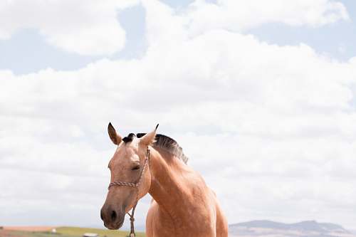 horse brown horse under clear blus ky farm