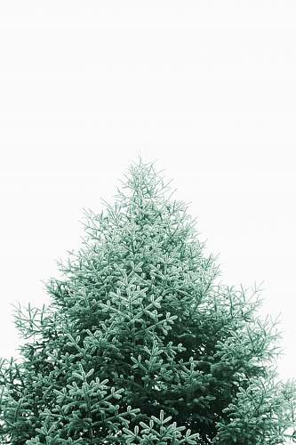 ornament  plant