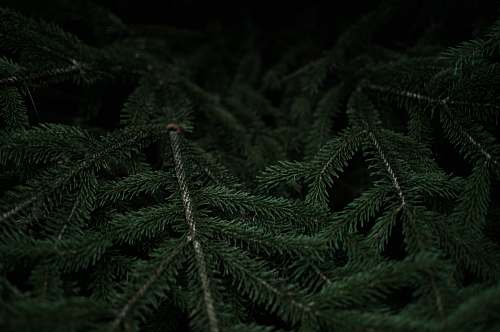 forest Close-up of dark green fir branches black