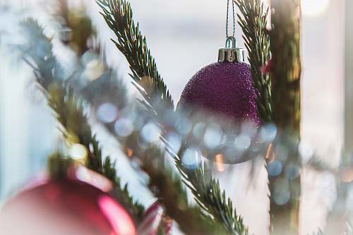 ornament shallow focus photography of purple baubles potted plant