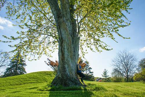 summer woman leaning on brown wooden tree during daytime flora