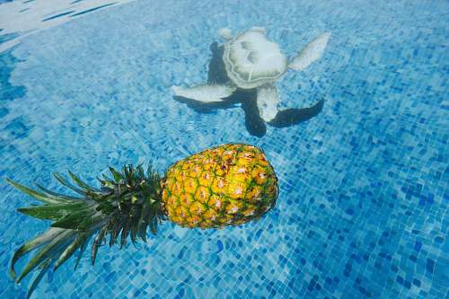 water pineapple on body of water sea turtle