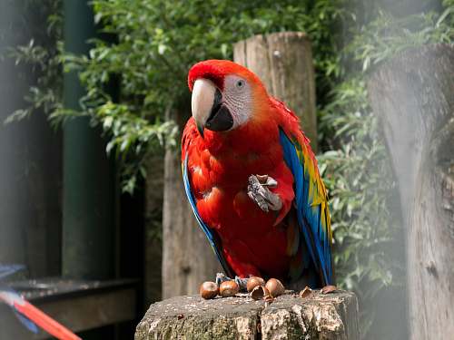  red and blue parrot on brown tree 