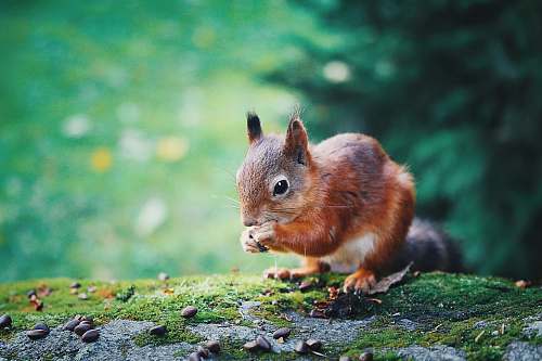 squirrel shallow focus photography of brown squirrel tallinn