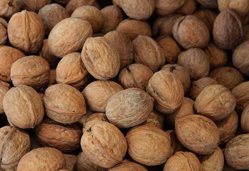walnut brown nut lot flora