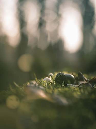 plant close-up photography of green grass produce
