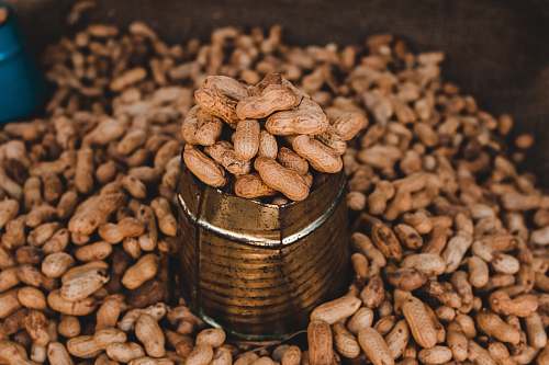 nut close-up photography of peanut plant