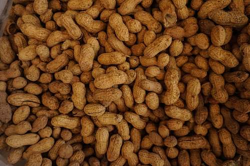 peanut photography of brown nuts brown