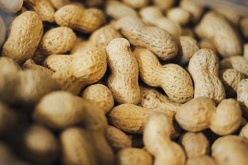 plant pile of peanuts peanut