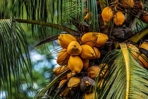 nut shallow focus photo of yellow fruits plant
