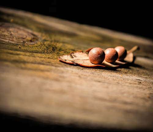 seed depth of field photography of three round fruits leaf