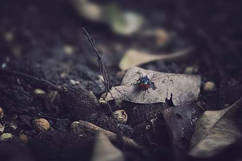 leaf black fly on dried leaf malaysia