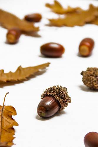 seed brown nuts produce