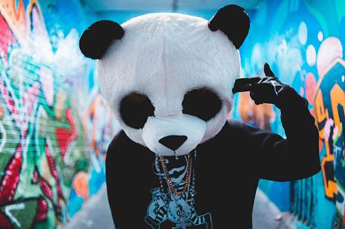 bear  giant panda
