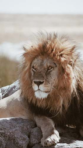 wildlife adult brown lion lying on gray rocks lion