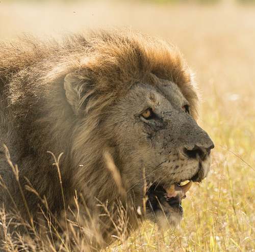 wildlife adult lion on grass field lion