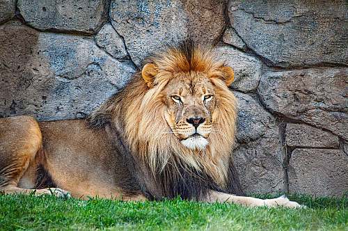 wildlife adult lion resting beside wall mammal