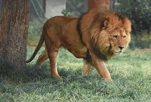wildlife adult lion walking beside tree lion