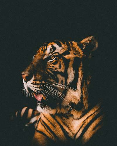 cat adult tiger prone lying inside dim lighted room thailand
