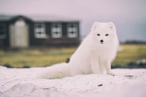 fox Arctic Fox arctic fox