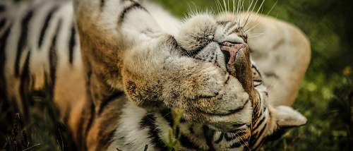 tiger beige, black, and white tiger lying down on grass wildlife