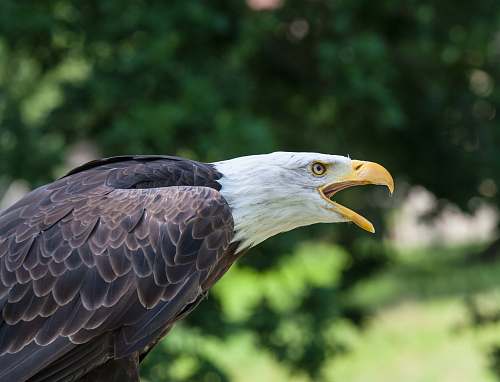 bird black bald eagle eagle