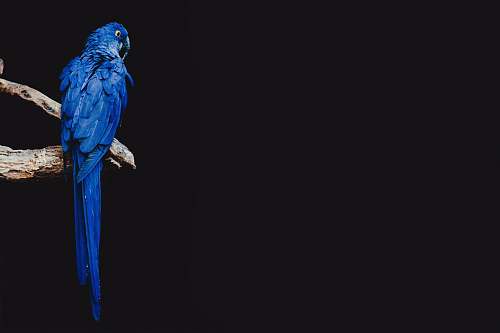 bird blue parrot standing on brown tree branch parrot