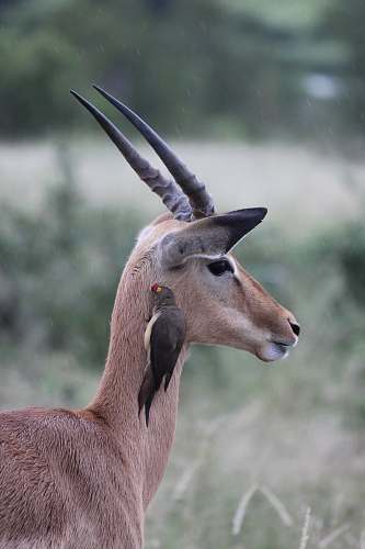 wildlife brown deer outdoor during daytime mammal