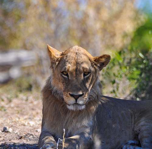 mammal brown female lion lying on ground lion
