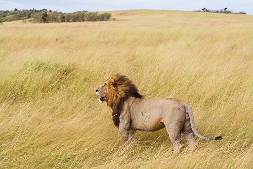 lion brown lion on grass field during daytime field