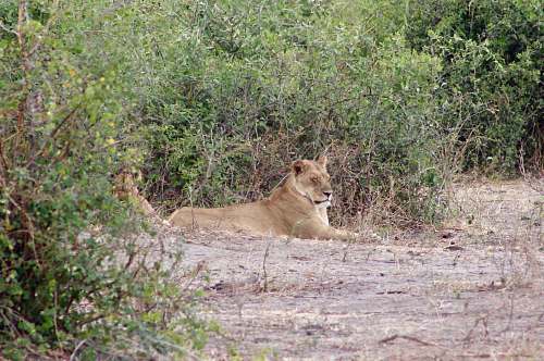 wildlife brown lion lion