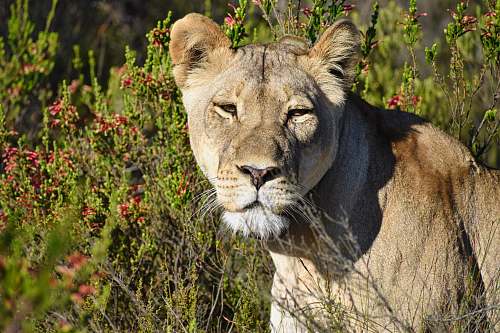 mammal brown lioness in close-up photography lion