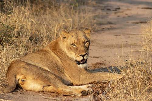 mammal brown lioness lion