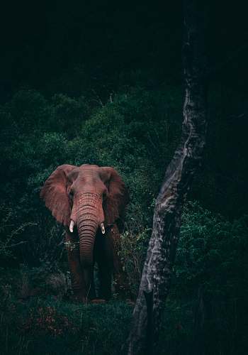 wildlife brown mammoth on middle of woods during daytime elephant