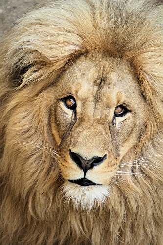 lion close up photography of lion wildlife